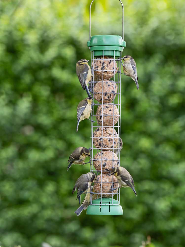 BL2-B2G &QUOT;BIRD LOVERS&QUOT; COMEDERO TUBULAR PARA AVES SILVESTRES PARA 6 BOLAS DE SEBO 2