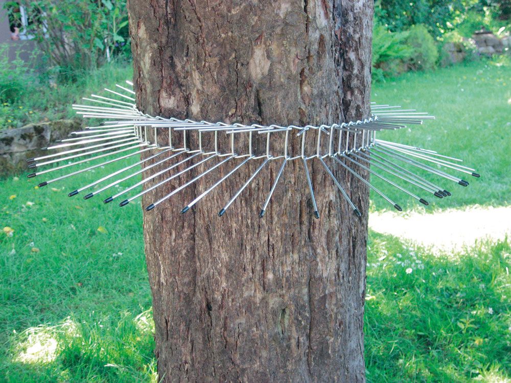 CINTURÓN DE PÚAS CONTRA DEPREDADORES DE CAJAS NIDO. GRANDE 2