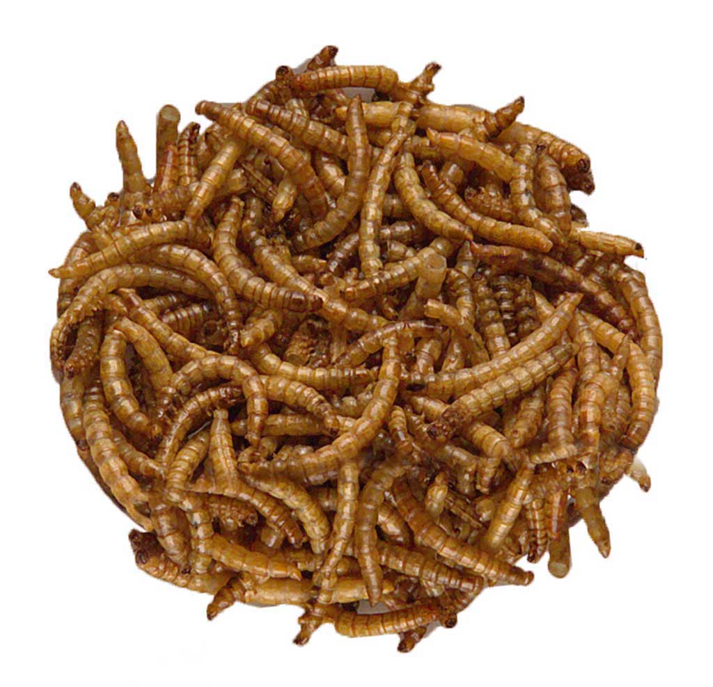 GRANA-MRL-90 LARVAS DE TENEBRIOS DESHIDRATADAS 90G 2