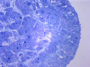 TINCIÓN PARA MICROSCOPIA - AZUL DE METILENO 1