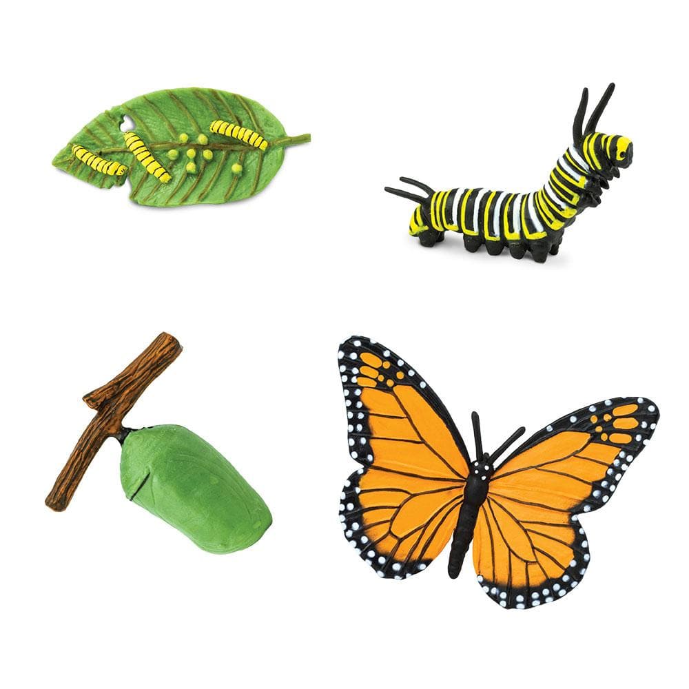 FIGURAS CICLO DE LA VIDA - MARIPOSA MONARCA 2