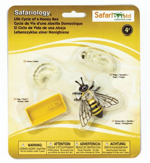 FIGURAS CICLO DE LA VIDA - ABEJA 1