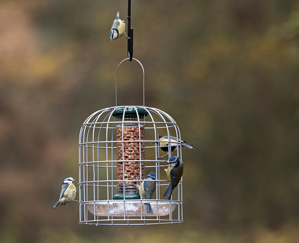 BFG-3 BIRD FEEDER GUARDIANS PEQUEÑO 2