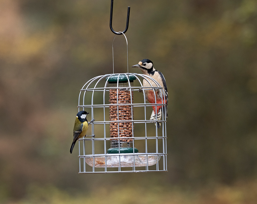 BFG-3 BIRD FEEDER GUARDIANS PEQUEÑO 3