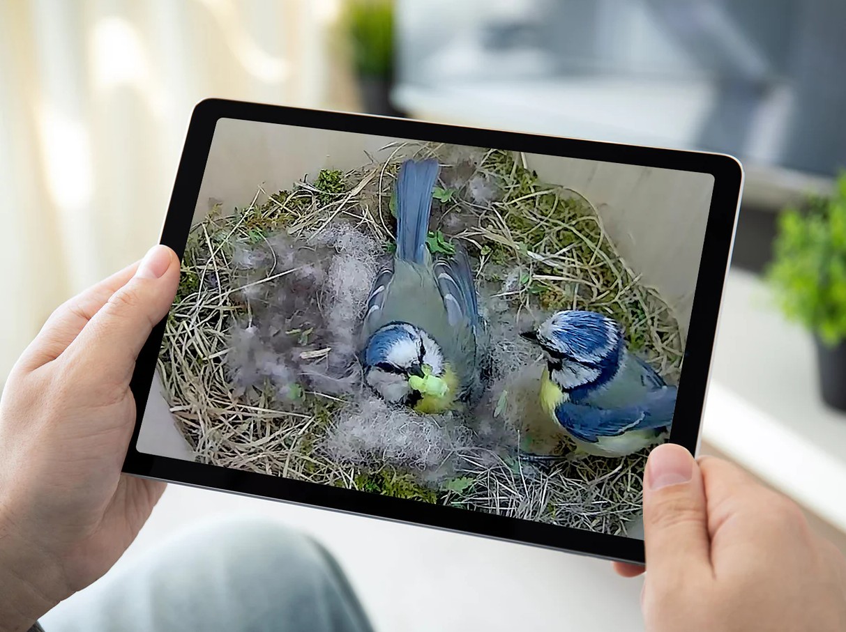 BIRD BOX CAMERA HD CÁMARA A COLOR PARA COLOCAR EN CAJAS NIDO CON CONEXIÓN WIFI 5