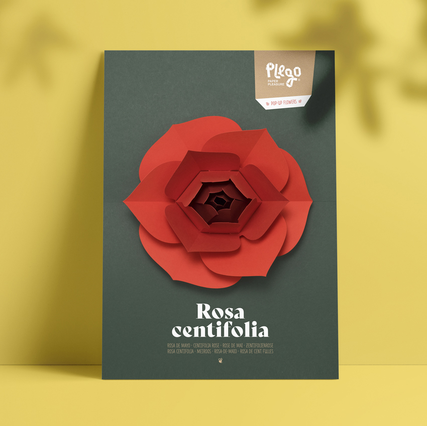 PLEGO POP UP ROSA CENTIFOLIA (ROSA) 1