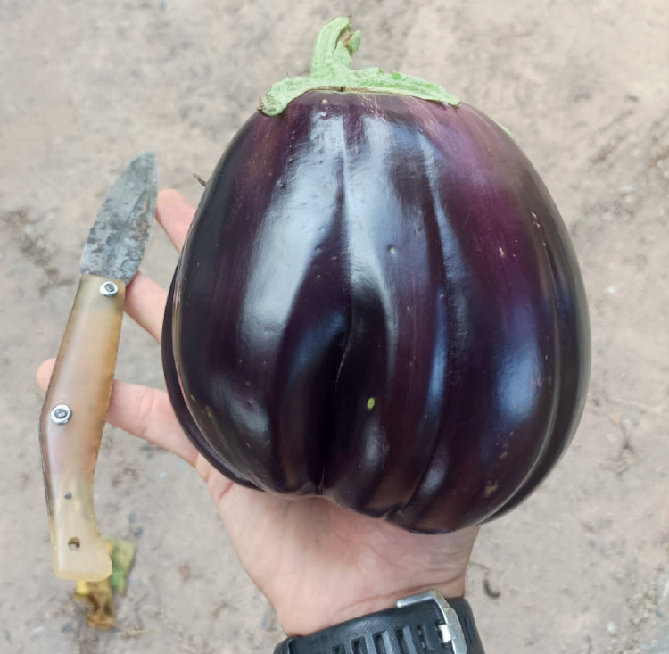 COL·LECTIU EIXARCOLANT. ALBERGINIA GEGANTA (SOLANUM MELONGENA). LLAVORS DE VARIETATS AGRÍCOLES TRADICIONALS 2