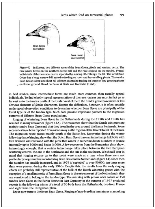 BIRD MIGRATION 4