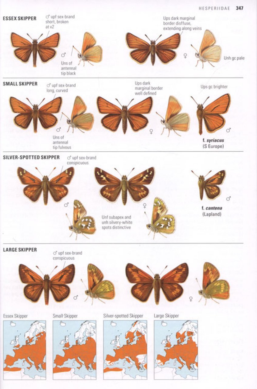 COLLINS BUTTERFLY GUIDE. THE MOST COMPLETE GUIDE TO THE BUTTERFLIES OF BRITAIN AND EUROPE 4