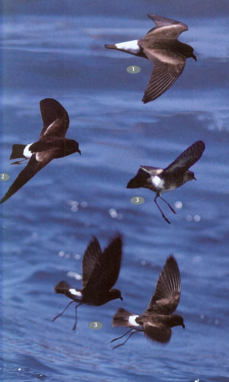 BIRDS, MAMMALS AND REPTILES OF THE GALÁPAGOS ISLANDS 3