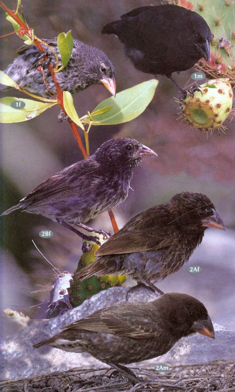 BIRDS, MAMMALS AND REPTILES OF THE GALÁPAGOS ISLANDS 4