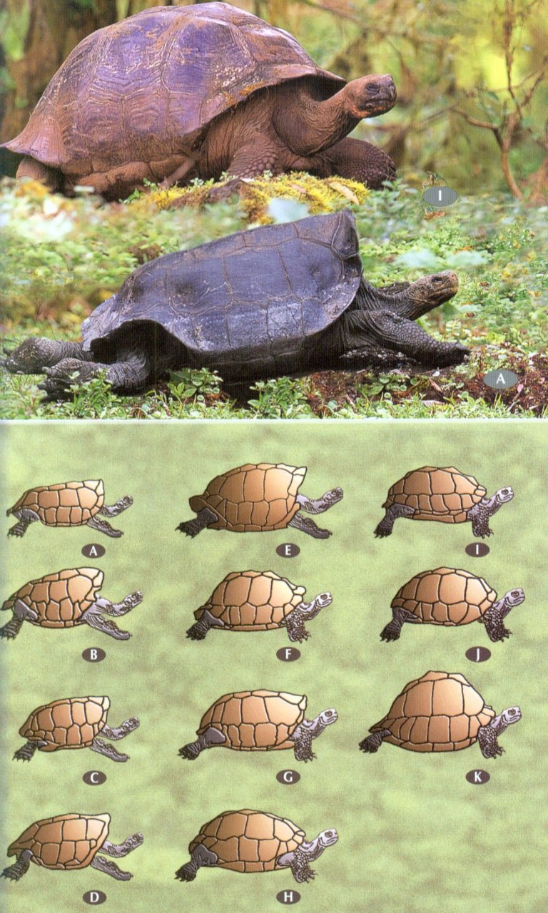 BIRDS, MAMMALS AND REPTILES OF THE GALÁPAGOS ISLANDS 5
