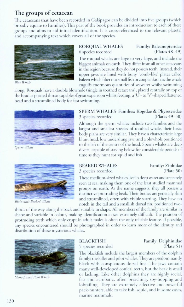 BIRDS, MAMMALS AND REPTILES OF THE GALÁPAGOS ISLANDS 6
