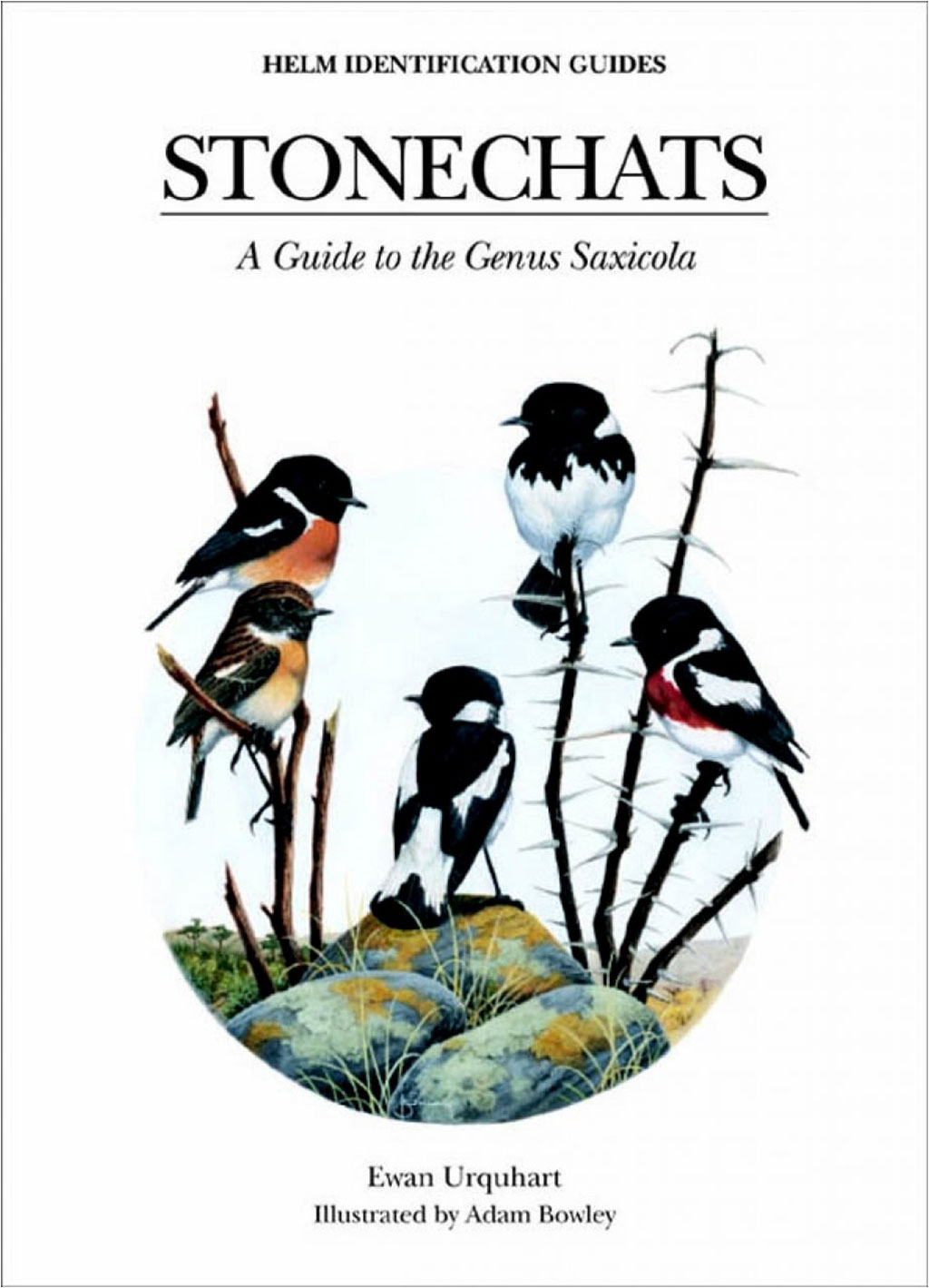 HELM IDENTIFICATION GUIDES. STONECHATS 1