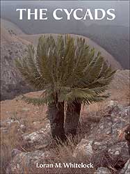THE CYCADS 1