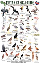 COSTA RICA FIELD GUIDE: BIRDS OF TORTUGUERO AND THE CARIBBEAN COAST 1