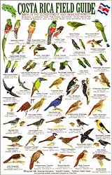COSTA RICA FIELD GUIDE: BIRDS OF THE CLOUD  FOREST AND HIGHLAND FOREST 1