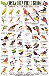 COSTA RICA FIELD GUIDE: BIRDS OF THE OSA PENINSULA 1