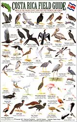 COSTA RICA FIELD GUIDE: BIRDS OF THE PACIFIC COAST LOWLANDS AND THE TROPICAL DRY FOREST 1
