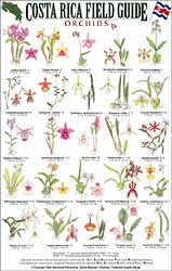 COSTA RICA FIELD GUIDE: ORCHIDS 1