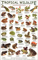 TROPICAL WILDLIFE FIELD GUIDE: AMPHIBIANS 1