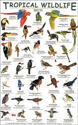TROPICAL WILDLIFE FIELD GUIDE: BIRDS 1