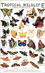 TROPICAL WILDLIFE FIELD GUIDE: BUTTERFLIES 1