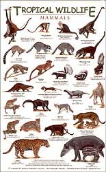 TROPICAL WILDLIFE FIELD GUIDE: MAMMALS 1