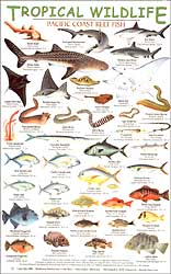 TROPICAL WILDLIFE FIELD GUIDE:PACIFIC COAST REEF FISH 1