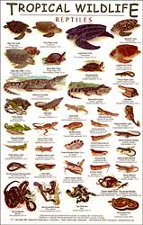 TROPICAL WILDLIFE FIELD GUIDE: REPTILES 1