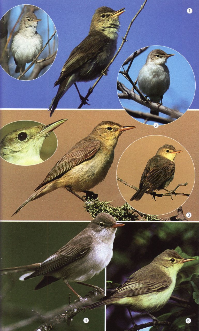 BIRDS OF THE MEDITERRANEAN 5