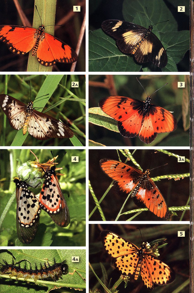 A FIELD GUIDE TO INSECTS OF SOUTH AFRICA. UPDATED 2004. THE FIRST COMPREHENSIVE GUIDE TO AFRICAN INSECTS WITH FULL-COLOUR PHOTOGRAPHS OF OVER 1200 SPE 5