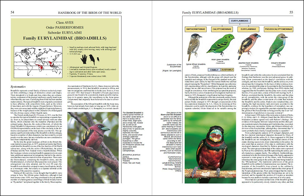 HANDBOOK OF THE BIRDS OF THE WORLD, VOL. 8. BROADBILLS TO TAPACULOS 2