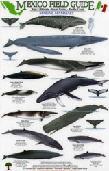 MEXICO FIELD GUIDES. BAJA CALIFORNIA- SEA OF CORTEZ- PACIFIC COAST. MARINE MAMMALS 1
