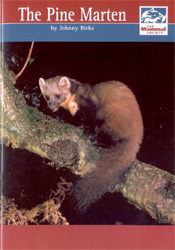 THE PINE MARTEN 1
