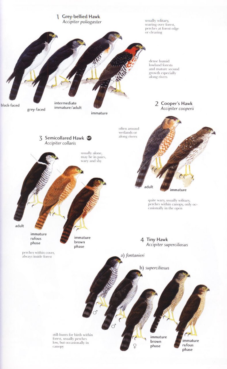 HELM FIELD GUIDES. BIRDS OF NORTHERN SOUTH AMERICA. AN IDENTIFICATION GUIDE. PLATES AND MAPS 3