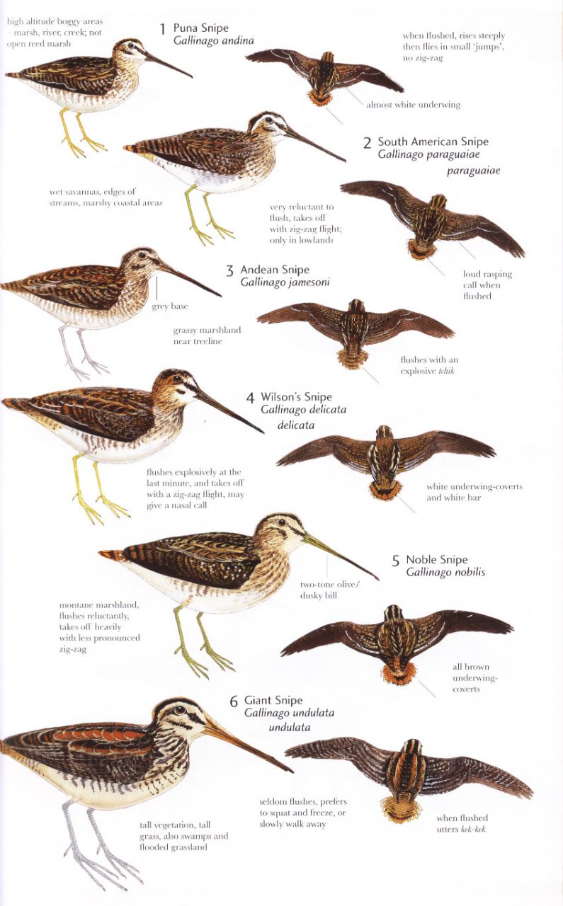 HELM FIELD GUIDES. BIRDS OF NORTHERN SOUTH AMERICA. AN IDENTIFICATION GUIDE. PLATES AND MAPS 4