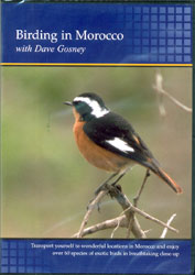 DVD BIRDING IN MOROCCO WITH DAVE GOSNEY 1
