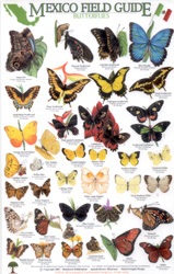 MEXICO FIELD GUIDE. BUTTERFLIES 1
