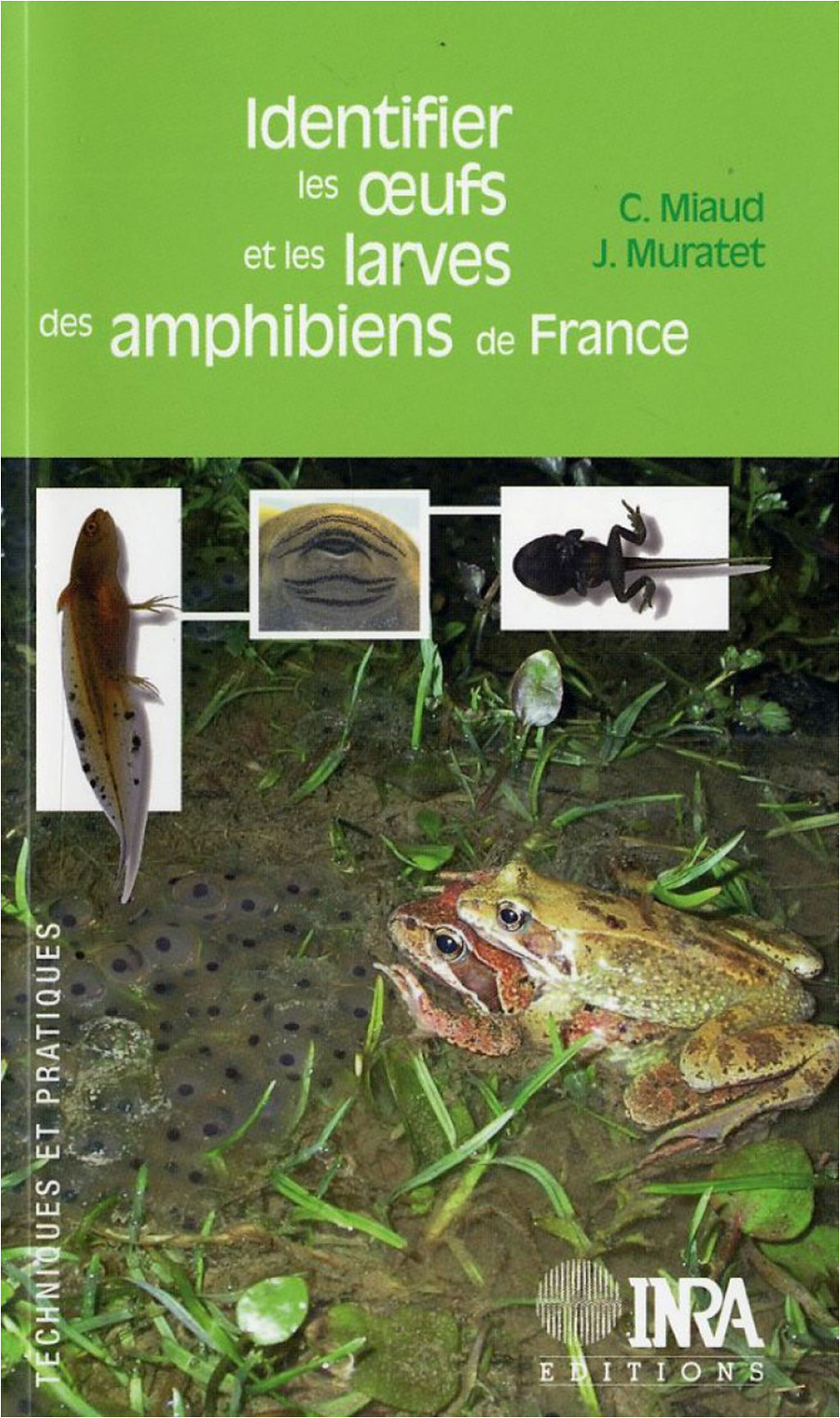 IDENTIFIER LES OEUFS ET LES LARVES DES AMPHIBIENS DE FRANCE 1