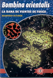 LA RANA DE VIENTRE DE FUEGO. BOMBINA ORIENTALIS 1