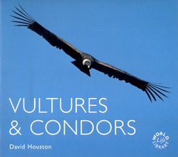 VULTURES &AMP; CONDORS 1