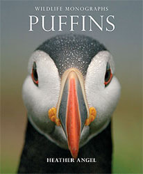PUFFINS 1