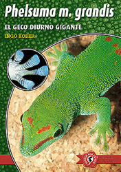 PHELSUMA M. GRANDIS. EL GECO DIURNO GIGANTE 1