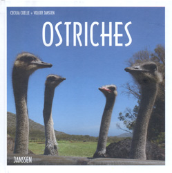 OSTRICHES 1