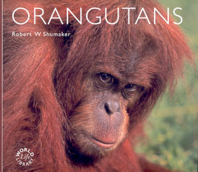 ORANGUTANS 1