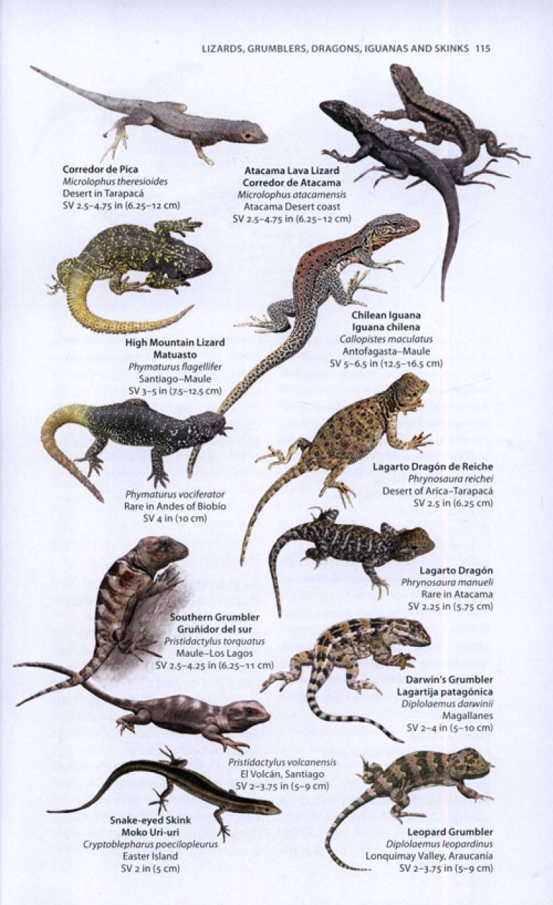 A WILDLIFE GUIDE TO CHILE 4