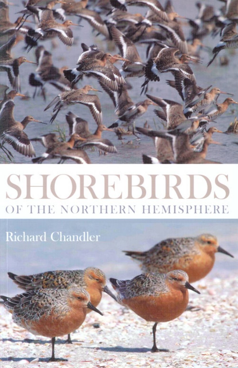 SHOREBIRDS OF THE NORTHERN HEMISPHERE 1