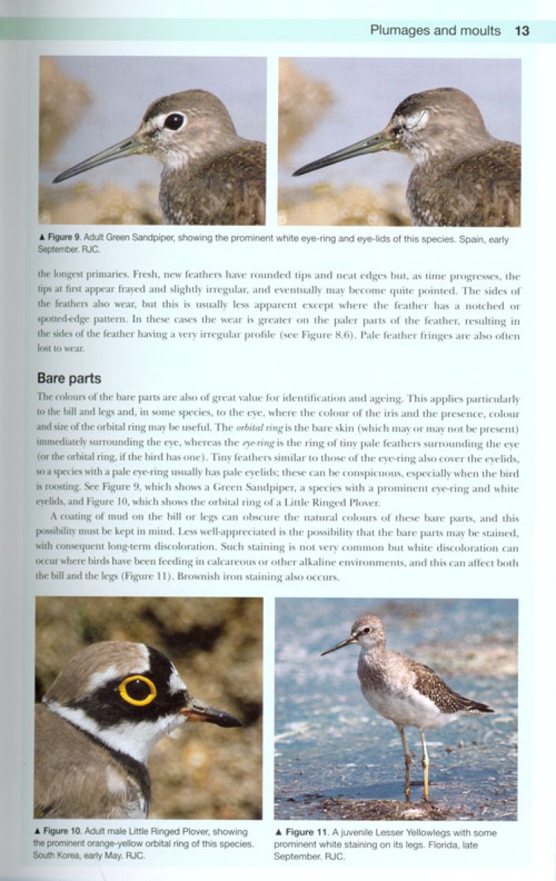 SHOREBIRDS OF THE NORTHERN HEMISPHERE 2