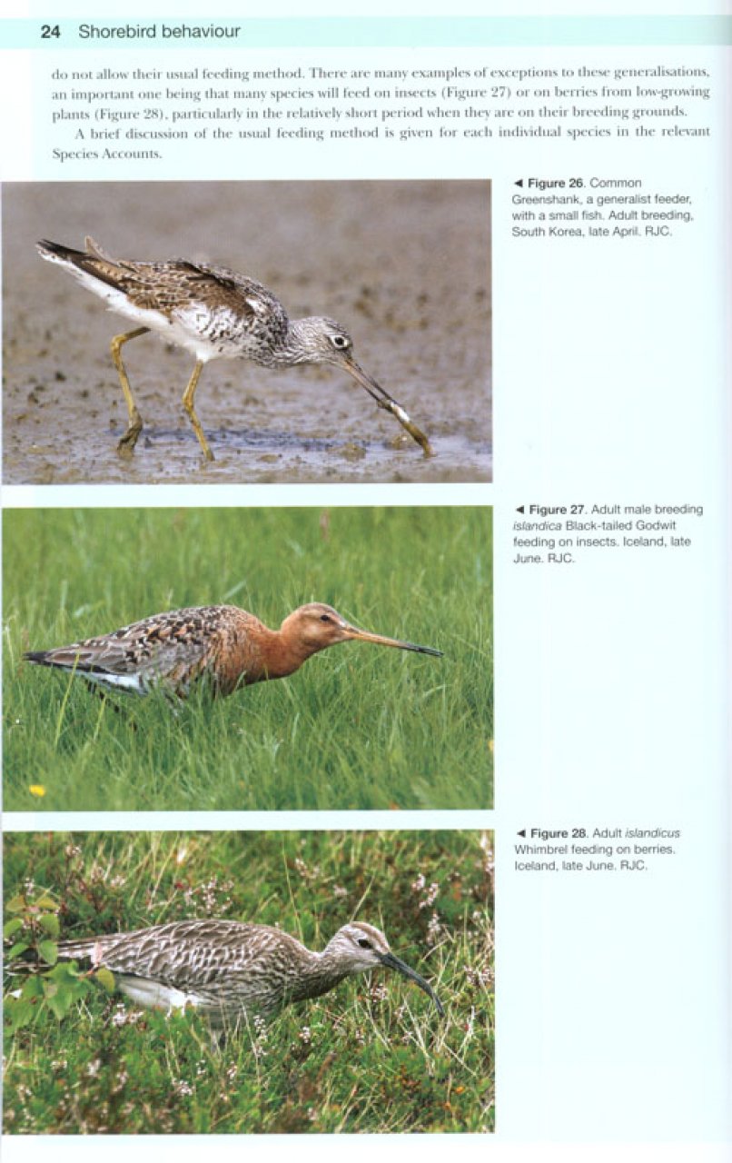 SHOREBIRDS OF THE NORTHERN HEMISPHERE 4